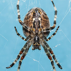 spider nff