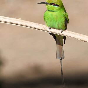 Smaragspint (Little green bee-eater)
in Delgo nähe Fähranleger

s737 Delgo Little Green Bee Eater 5194 h