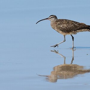 s1914 Isabela Regenbrachvogel (Whimbrel) 5171