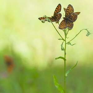 Wachtelweizen-Scheckenfalter (Melitaea athalia)