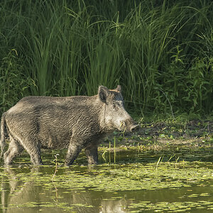 wildschwein 02