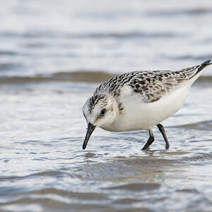 Sanderling 6292