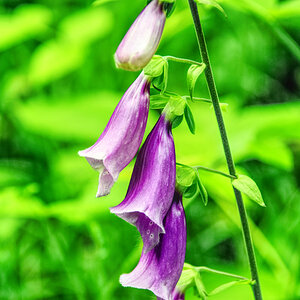 Blume