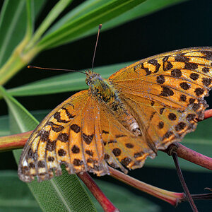 schmetterling Kaisermantel
