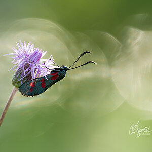 Blutströpfchen, Sechsfleck-Widderchen (Zygaena filipendulae)