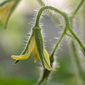 tomatenblüte 2017