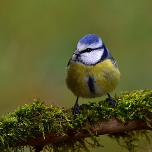 Blaumeise 2017 22683