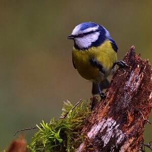 Blaumeise 2017 22708