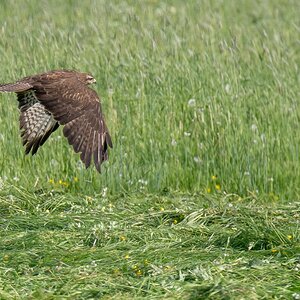 D50 1697 Wiesenbussard IA 5 2017