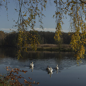 herbst 8