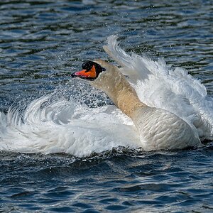 D50 2066 Badezeit bei Schwans IA 5 2017