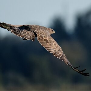 D50 7712 Mäusebussard  Abflug vom Ansitz IA 10 2017