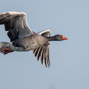 D50 7043 Graugans im Vorbeiflug IA 1 2017