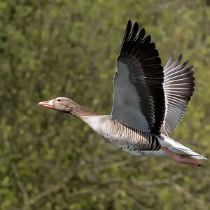 D50 9484 Vorbeiflug II IA 4 2017