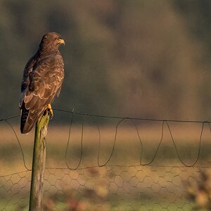 D50 7531 Bussard im AbendlichtIA 10 2017