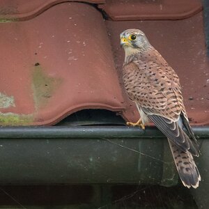 D50 7418 Regenrinenturmfalke IIA 9 2017