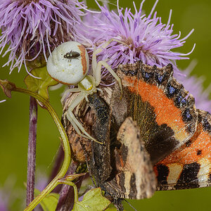 Krabbenspinne mit Beute 1