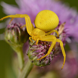Krabbenspinne2