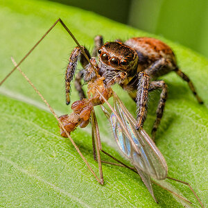 Springspinne