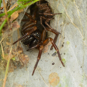 Trichternetzspinne 1