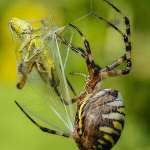 Zebraspinne1