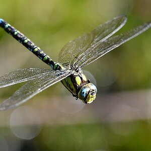 comp JEM 8749

Mosaikjungfer