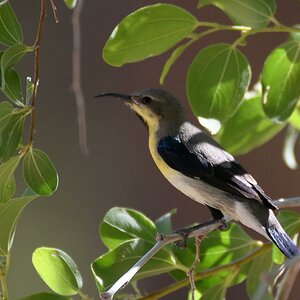Purpurnektarvogel Al Ain Zoo00,27.10.2017