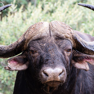 Buffalo, Pilanesberg, South Africa