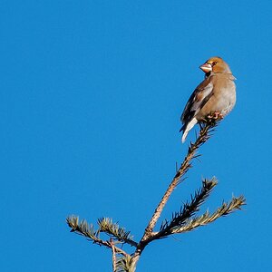 D50 8898 Kernbeisser auf Tannenwipfel IIA 01 2018
