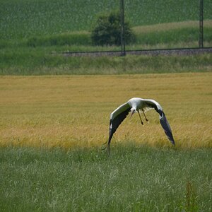 startender Storch
