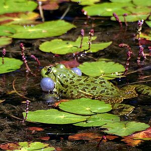 mainau frosch