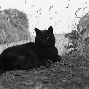 schwarze Katze