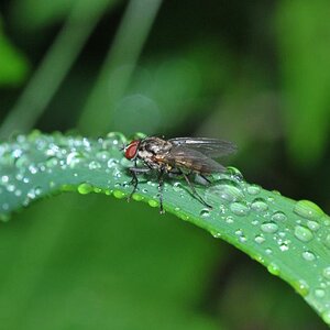 Fliege