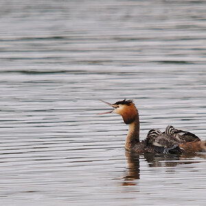 Kastenweiher Haubentaucher01