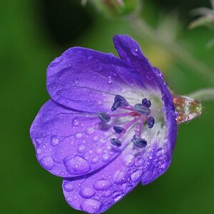 Blume