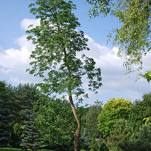 Baum Romberg DO