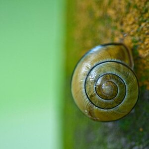 090530 0031 Makro Paddelteich