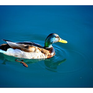 Ente