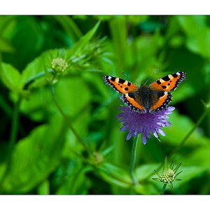 schmetterling