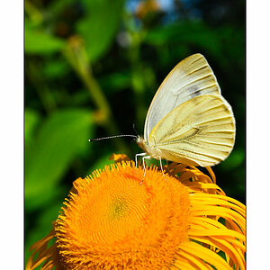 Schmetterling #1