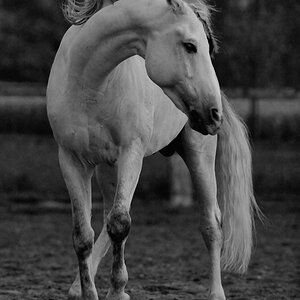 Signo (Lusitano)