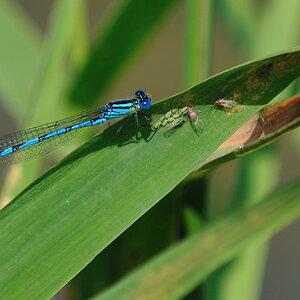 Libelle