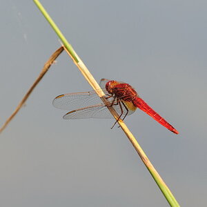 Libelle2