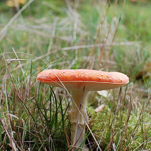 Fliegenpilz