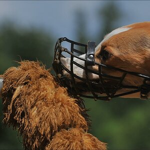 comp NWR Juli 09 0287