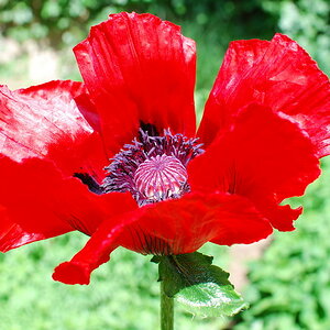Mohnblume