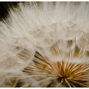 Pusteblume groß 2