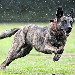Hunderennen im Regen