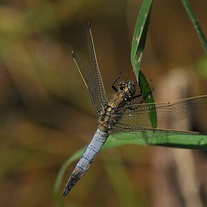 Libelle 013