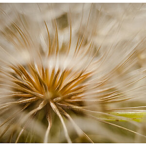 Pusteblume groß